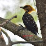 Itaipu colabora com Inventário Participativo de Aves do Paraná