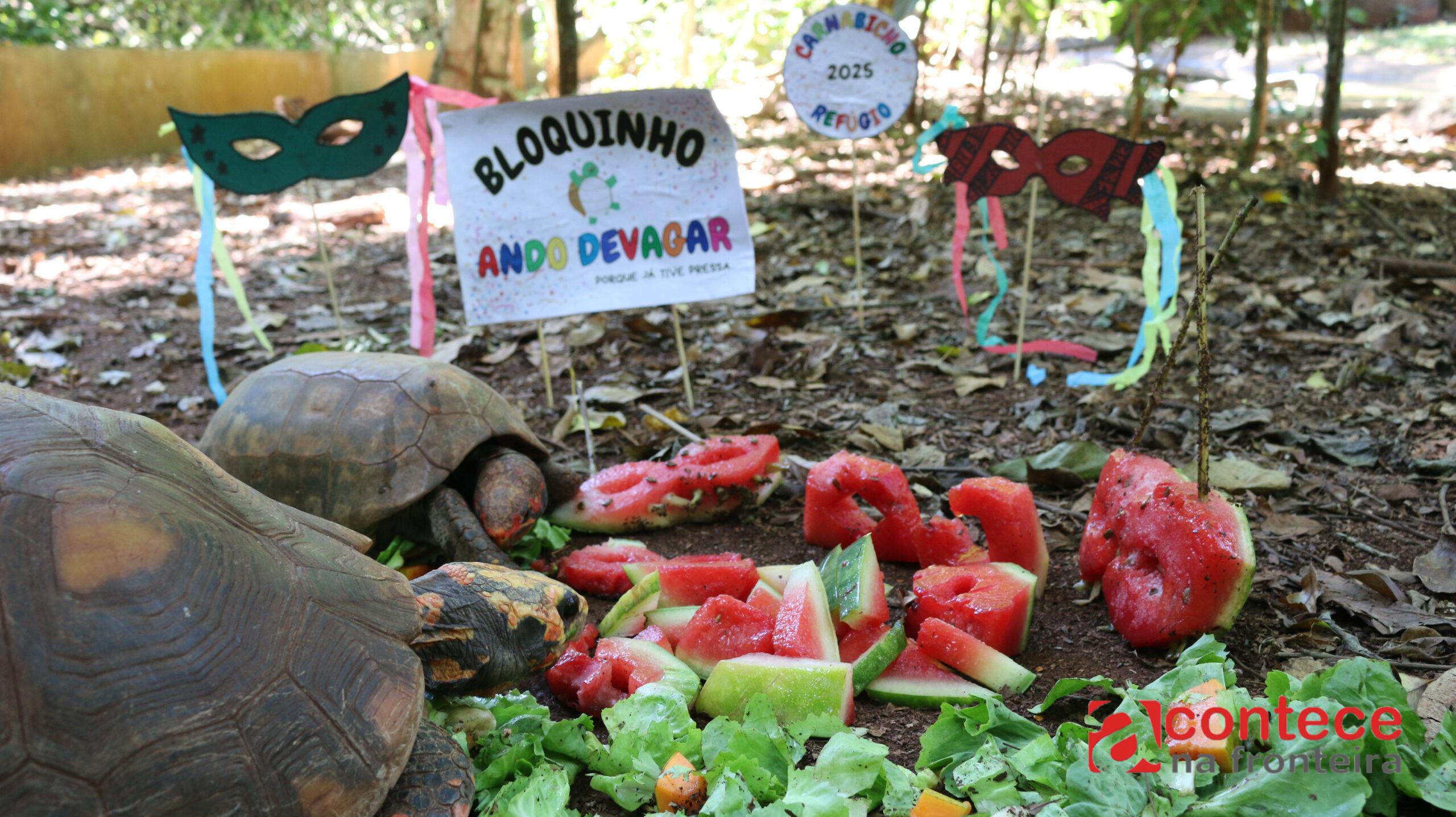 Animais do Refúgio Bela Vista recebem enriquecimento ambiental em clima de carnaval