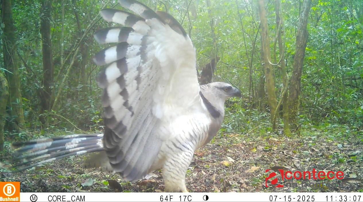 Ave predadora é registrada pela primeira vez em vídeo no Parque Nacional do Iguaçu