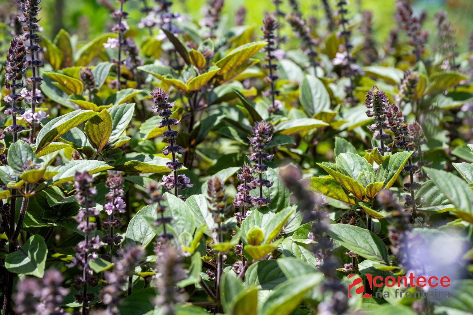 Itaipu e Itaipu Parquetec prorrogam cadastro para profissionais que ministrarão oficinas de hortas no PR e MS