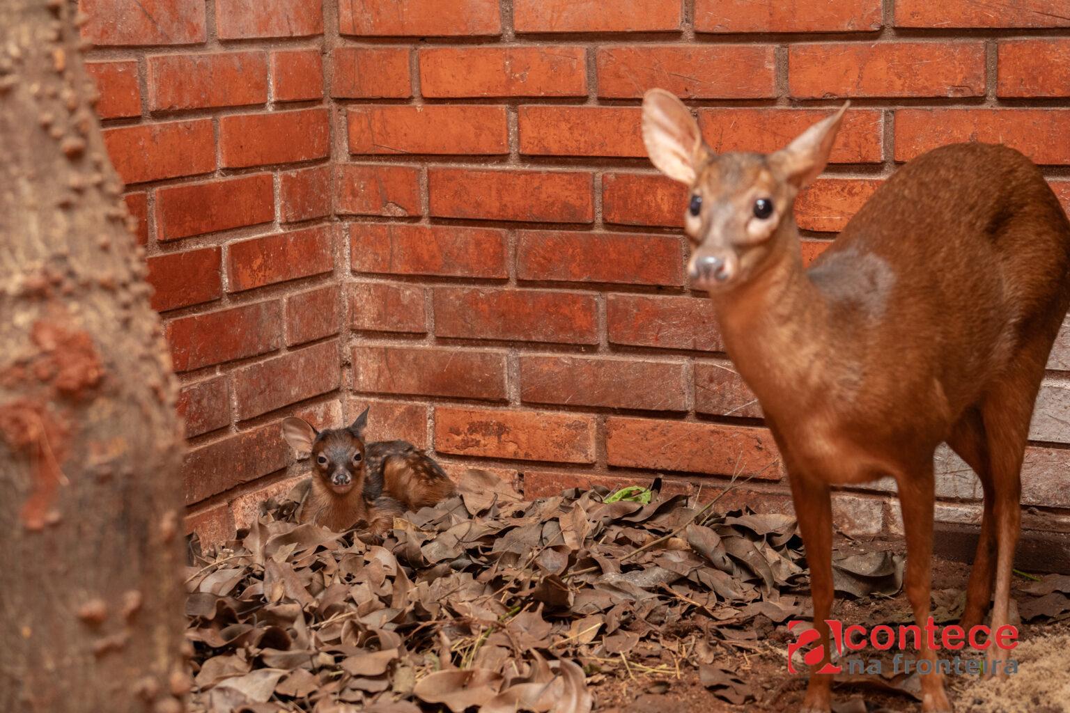 Anta e veado-bororó são primeiros nascimentos do Refúgio Biológico da Itaipu em 2026