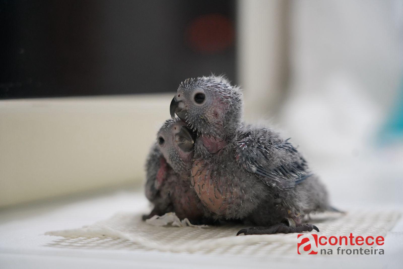 Parque das Aves registra nascimento de 14 periquitos cara-suja