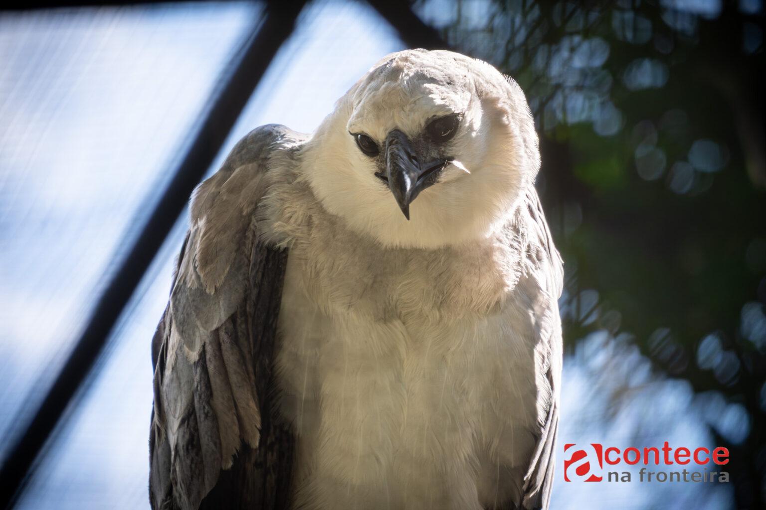 Aniversário de harpias marca o Dia da Terra no Refúgio Biológico da Itaipu