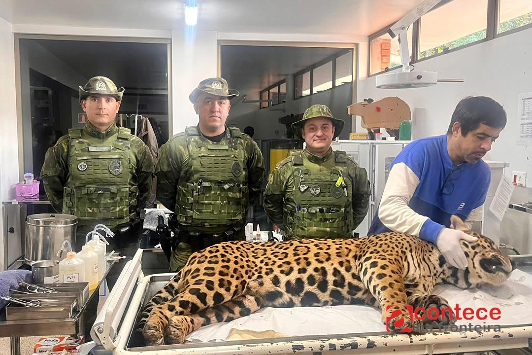 Polícia Militar do Paraná resgata onça-pintada em área residencial de Foz do Iguaçu