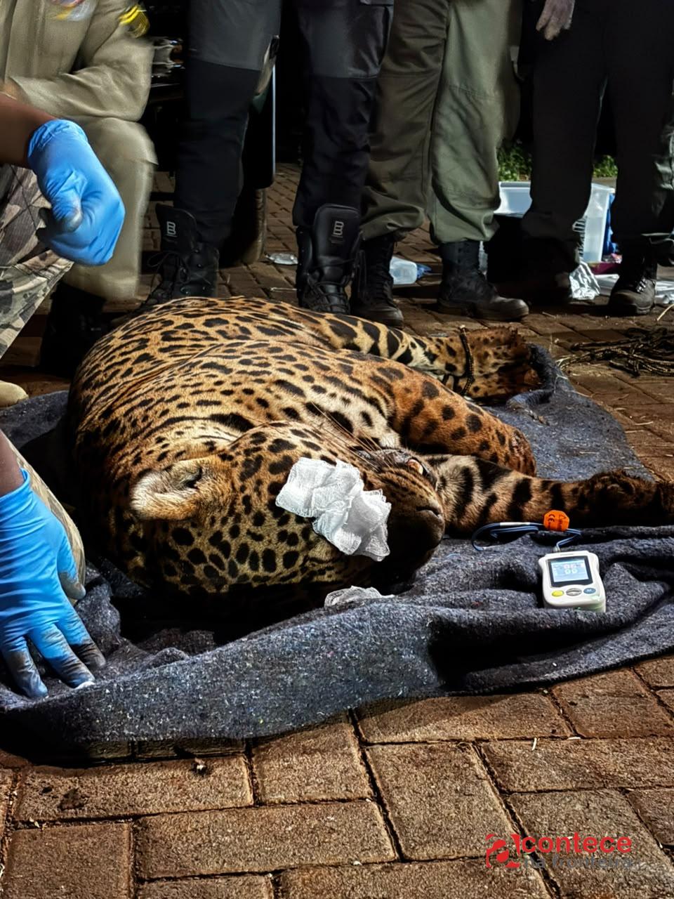 Onça-pintada é capturada em Mandaguari e passará por exames no zoo de Cascavel