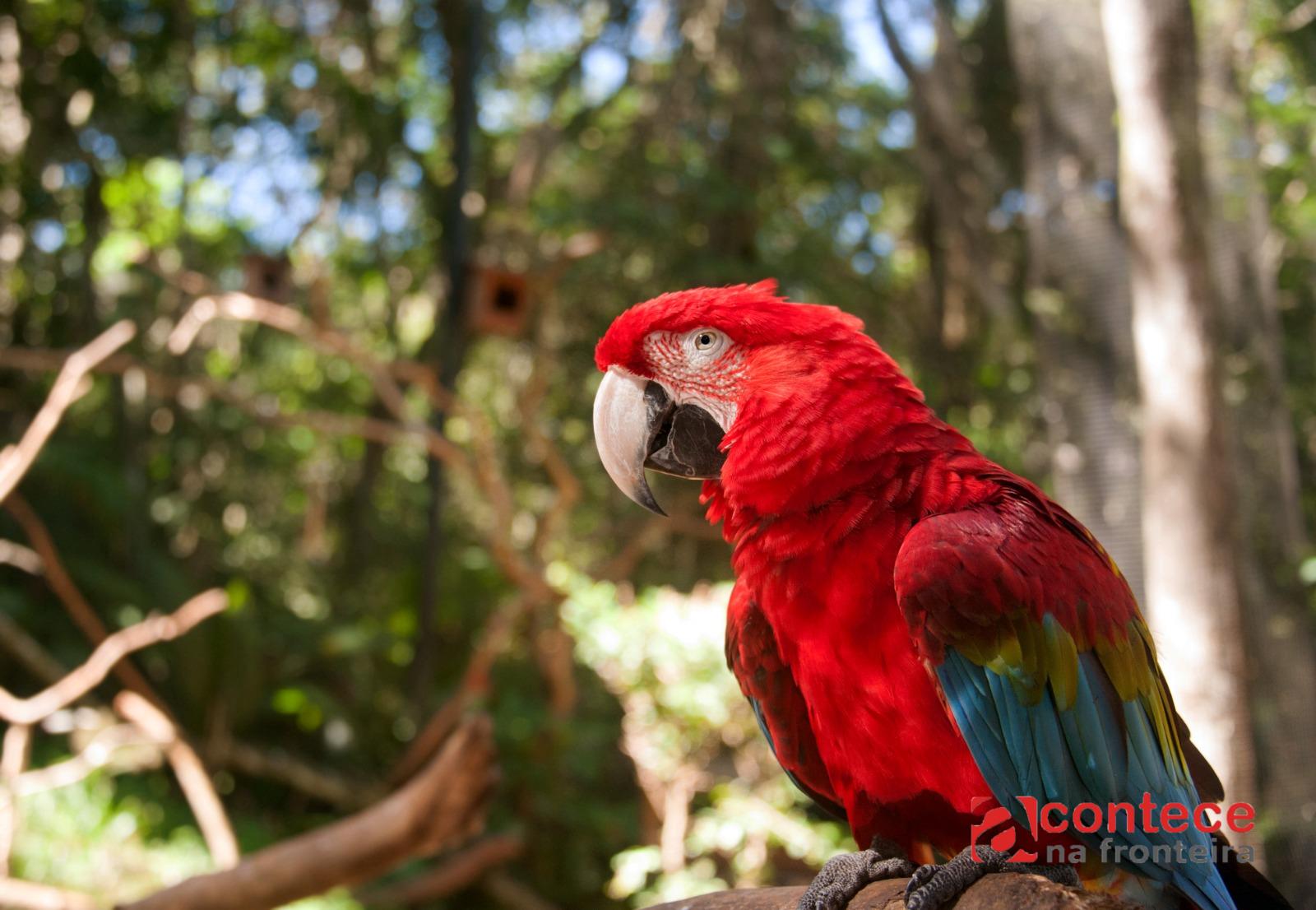 Parque das Aves registra crescimento da visitação e alcança melhor semestre da história