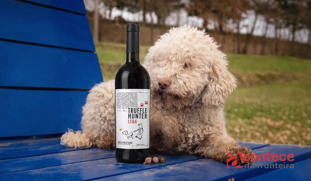 5 vinhos italianos de excelente custo-benefício