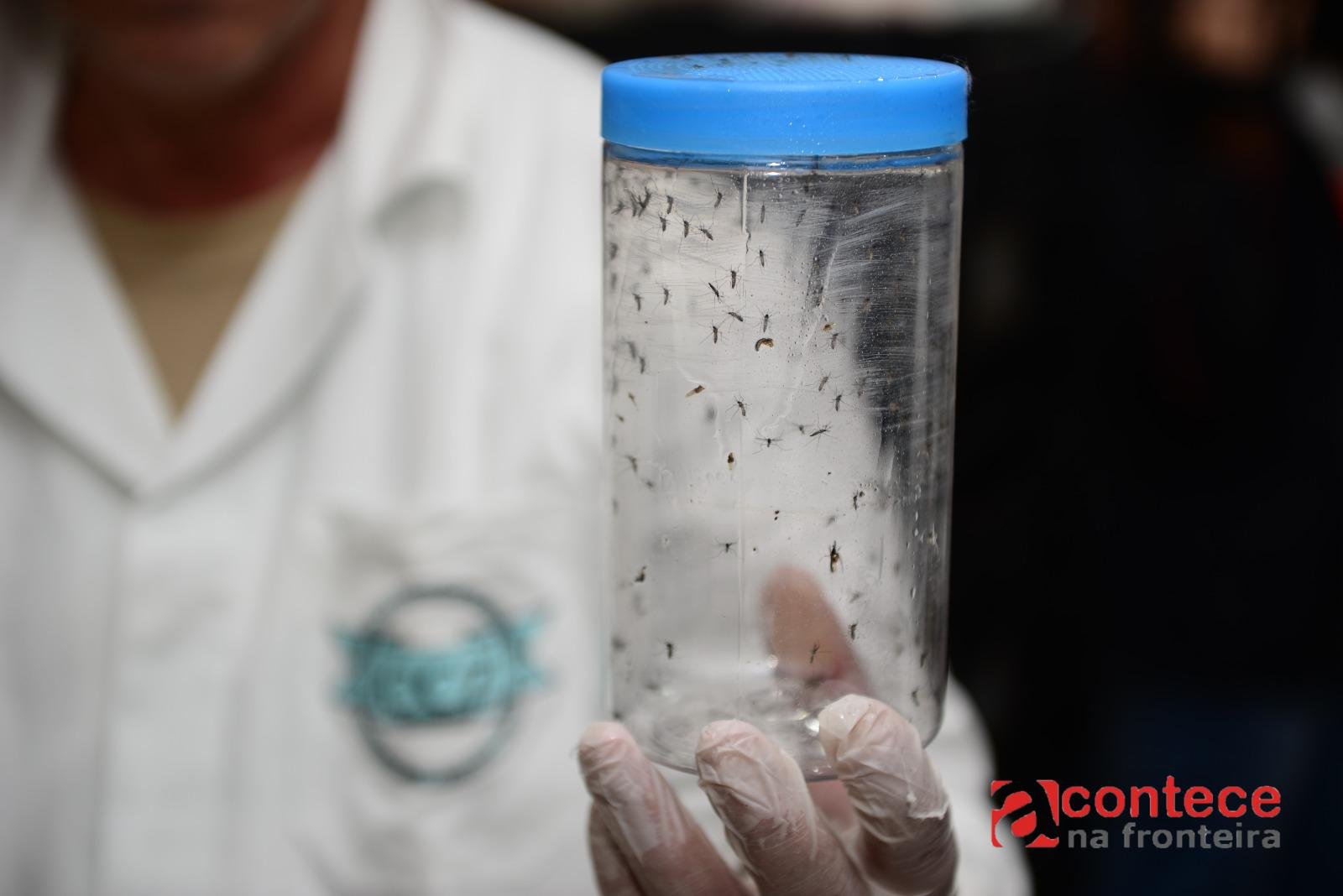Mosquitos com a bactéria Wolbachia começam a ser soltos em Foz do Iguaçu para combate à dengue