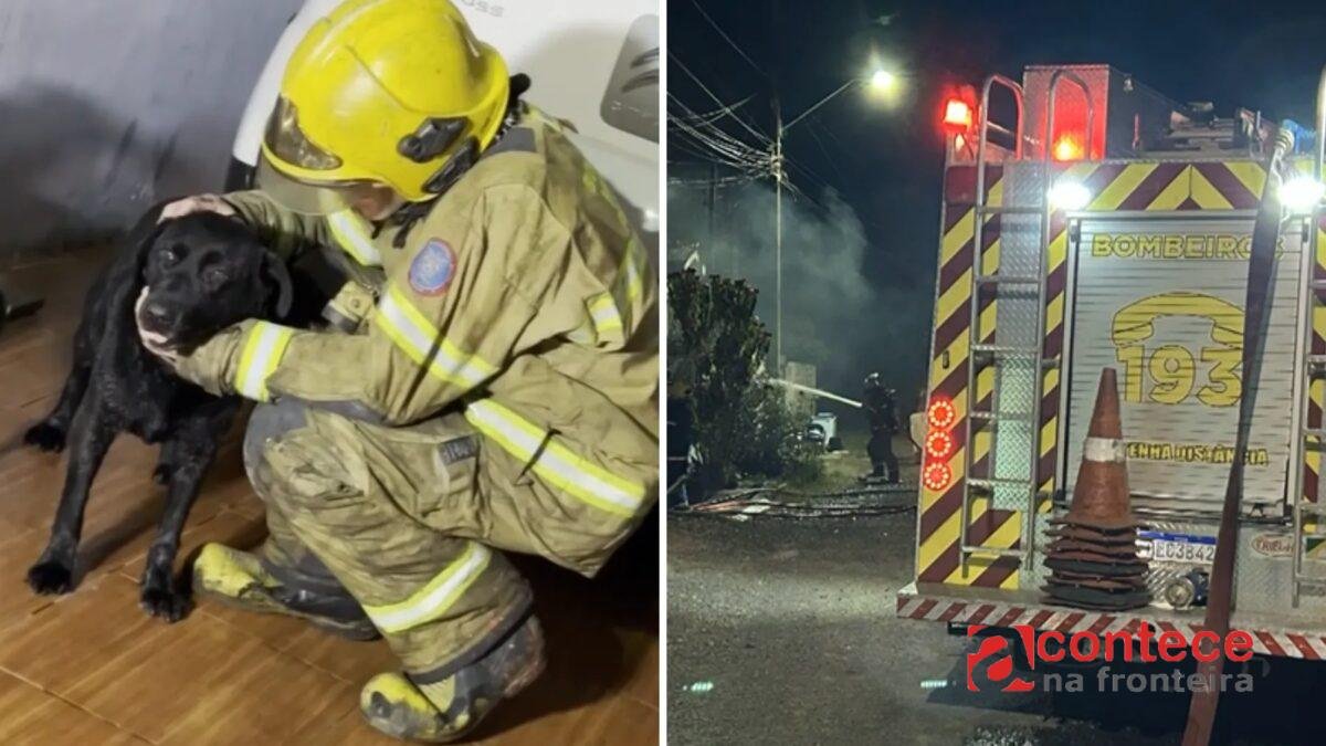 Cachorrinha se esconde durante incêndio em casa e é encontrada pelos bombeiros, no Paraná; morador ficou ferido