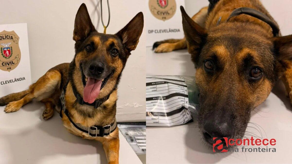 Cão policial com câncer volta ao trabalho após ter depressão