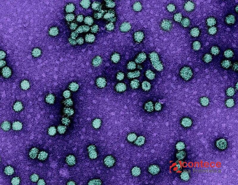Brasil participa de estudo global por cura da hepatite B