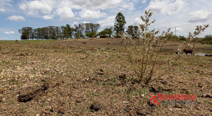 Justiça suspende cobrança de R$ 358 mil de produtor rural após prejuízos com estiagem