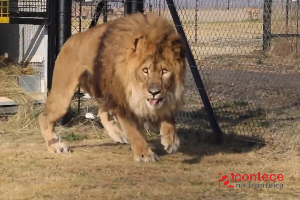 Leão é abandonado após fechamento de zoológico, passa seis anos isolado e perde o rugido na África do Sul