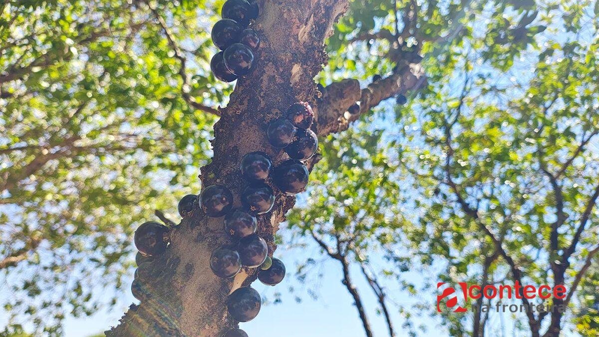 Temperos da terra: os sabores que preservam a cultura do campo