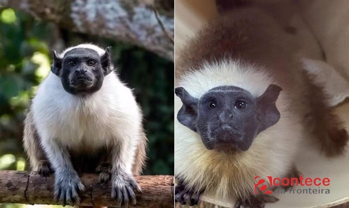 'Amendoim', o macaco 'solteirão' em perigo de extinção, ganha parceira em parque na Amazônia