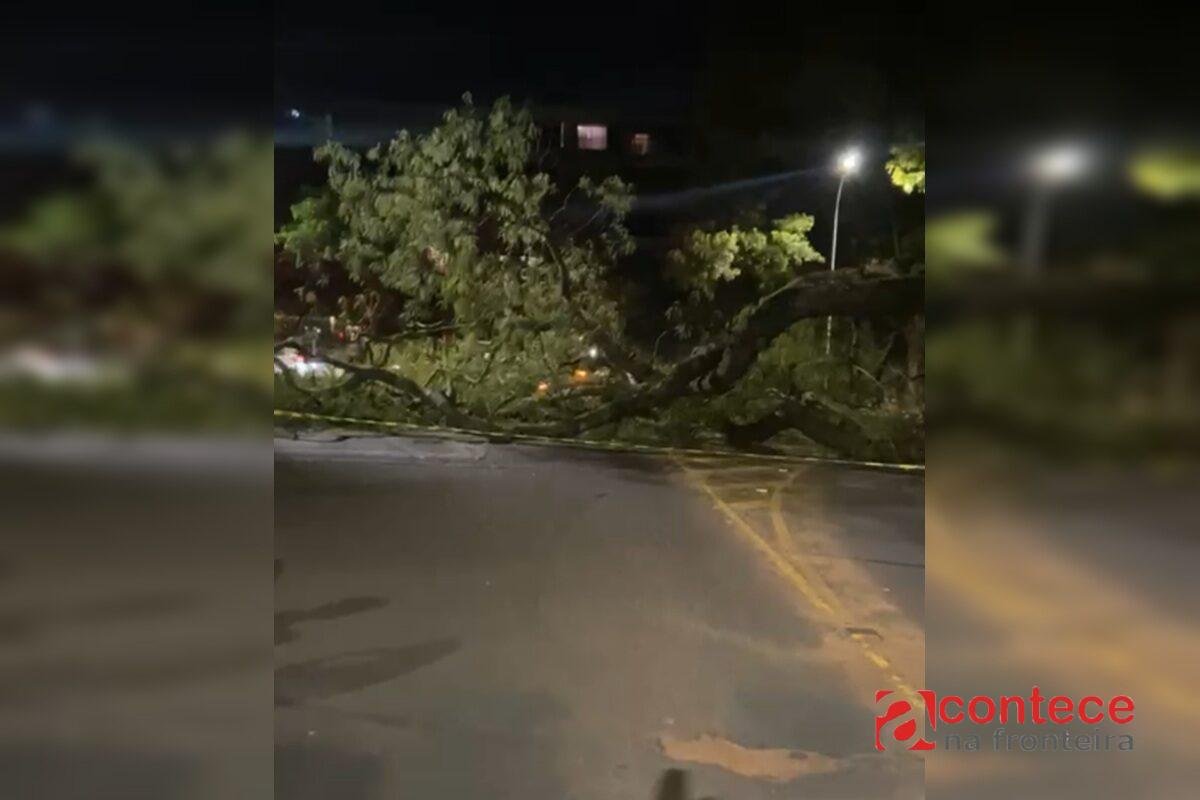 Árvore cai sobre veículo em Foz do Iguaçu e bloqueia rua