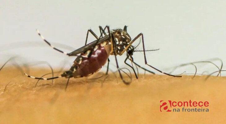 Cascavel inicia combate à dengue com Método Wolbachia em outubro