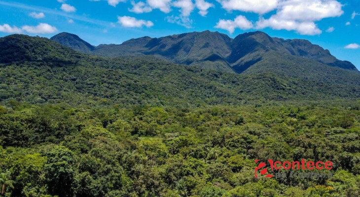 Cinco autorizações concentram 95% das áreas liberadas pelo IAT para supressão de vegetação em 2026