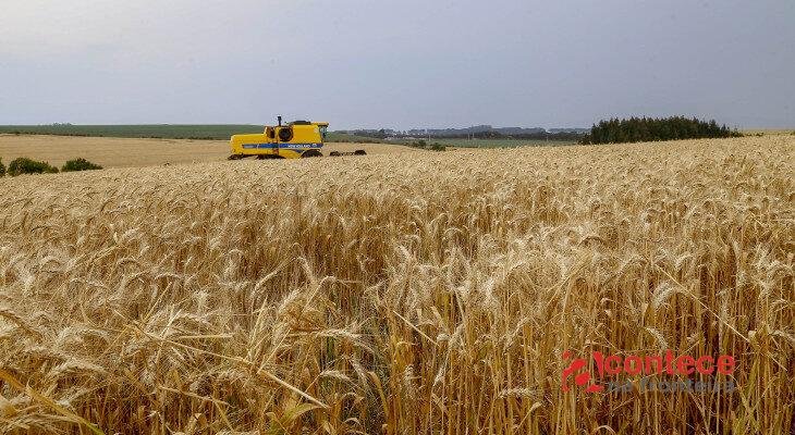 Clima tira 234 mil toneladas da safra de trigo do Paraná e moinhos terão de buscar cereal fora