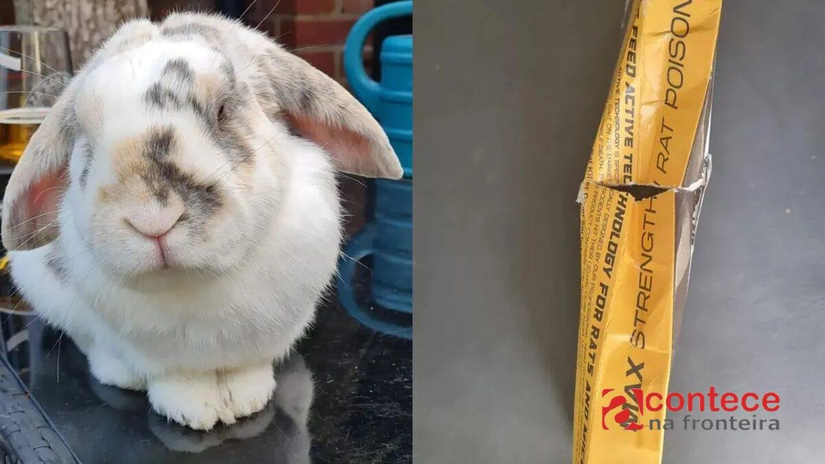 Coelho de estimação morre após ingerir veneno para ratos de pacote rasgado entregue pela Amazon na Inglaterra