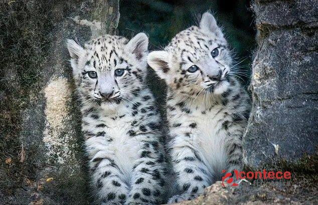 Fofurômetro: dois filhotes de leopardo-das-neves deixam toca pela primeira vez após nascerem em zoológico na Inglaterra; assista