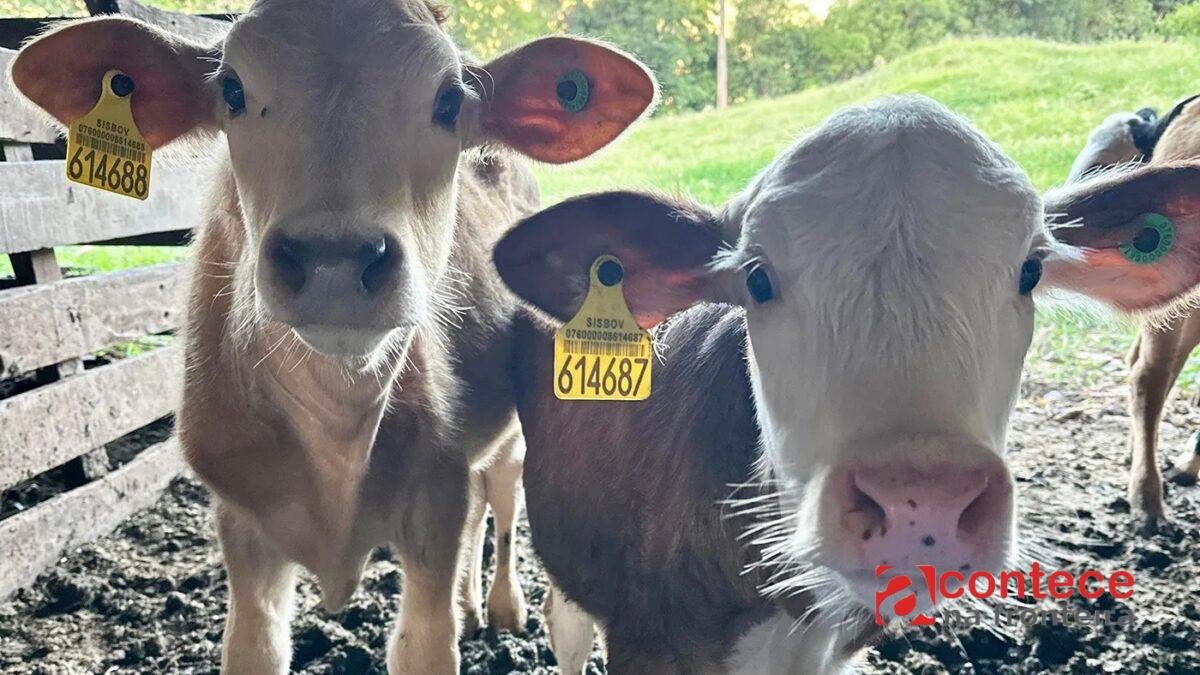 Bem-estar animal na pecuária começa com nutrição adequada no cocho