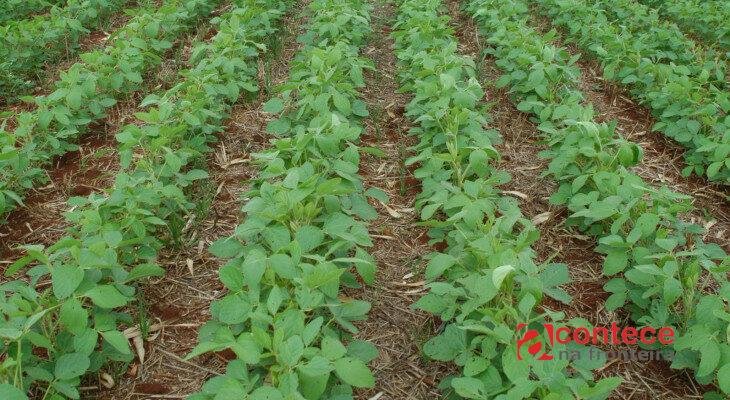 Paraná libera plantio da soja com fim do vazio sanitário nesta terça-feira (1º)