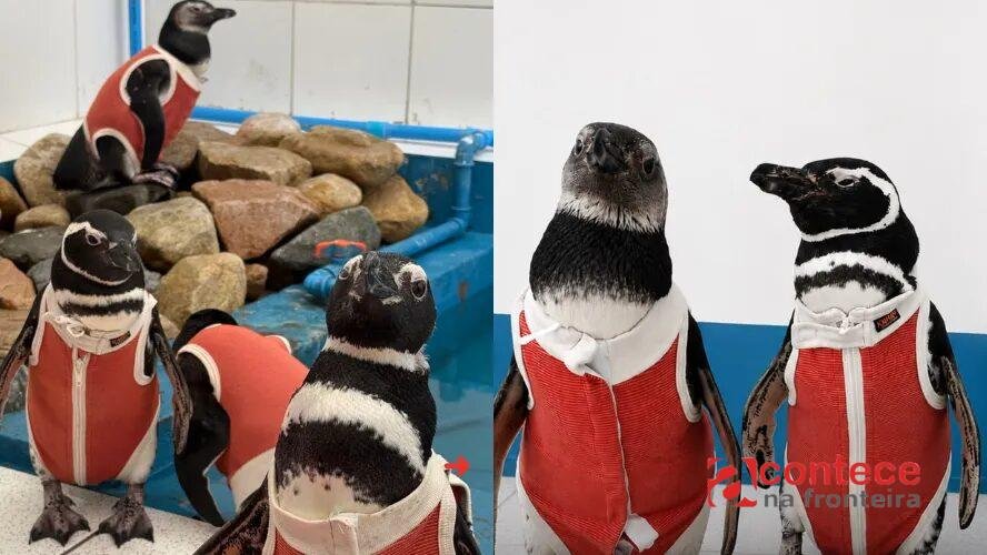 Pinguins feridos usam trajes de cobre durante reabilitação no Chile; entenda como funciona