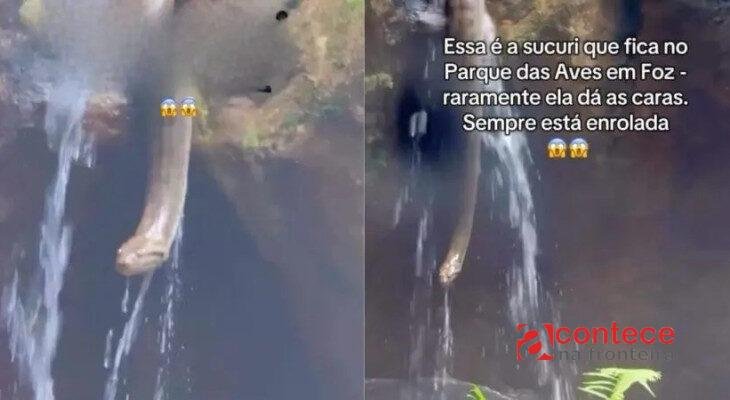 Sucuri surpreende visitantes durante passeio no Parque das Aves em Foz