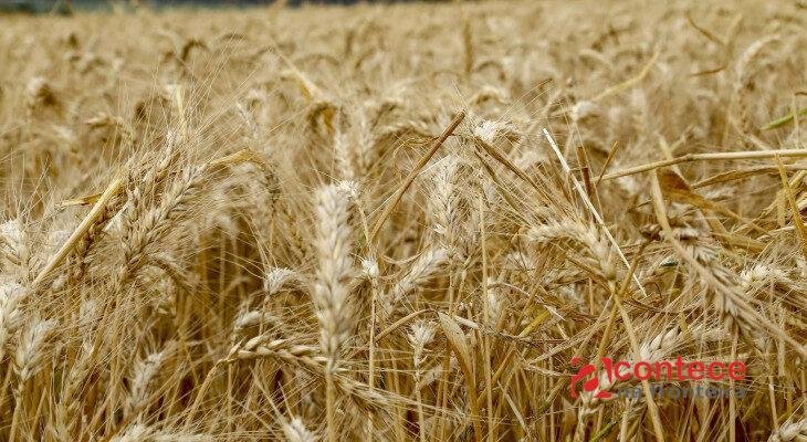 Preço do trigo no Paraná sobe há 7 meses e saca passa de R$ 78