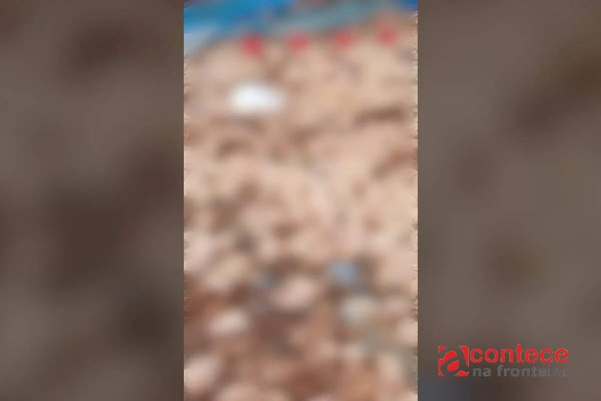 Vendaval deixa 20 mil frangos mortos em propriedade do Paraná; ventos chegaram a 124 km/h em cidade