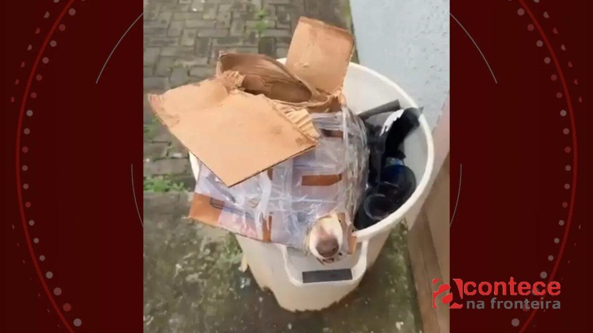 Cachorro é jogado em lixo dentro de caixa no Paraná