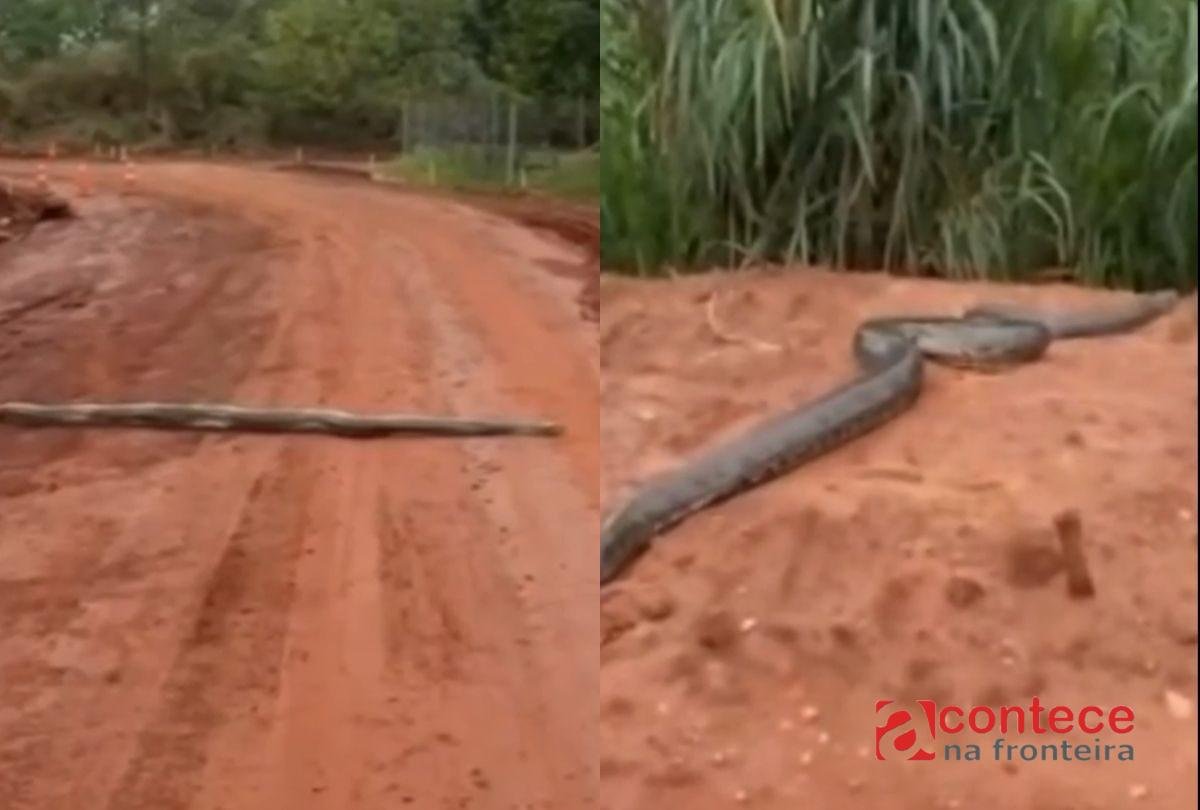 Vídeo flagra filhote de sucuri atravessando estrada no Paraná