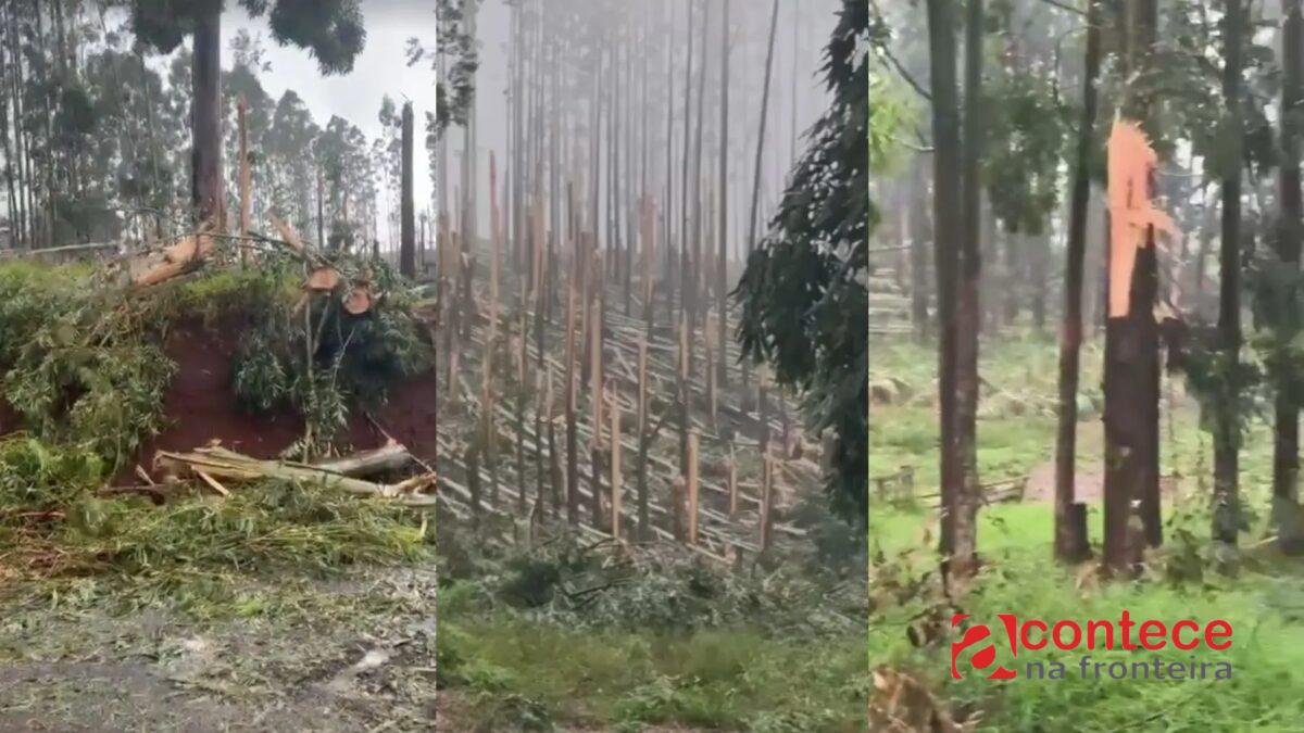 VÍDEO: tornado atinge plantação de eucaliptos e deixa rastro de destruição no Paraná