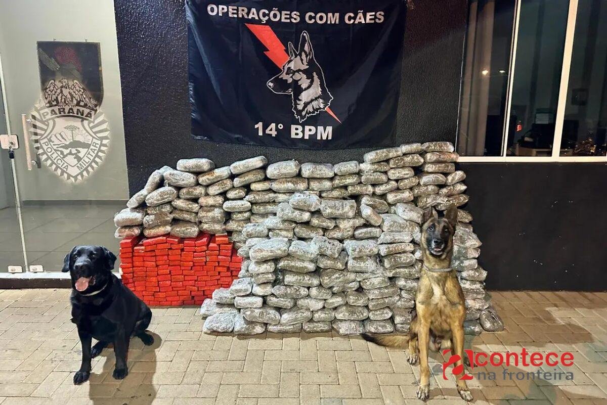 Apreensões de maconha na fronteira do Paraná sobem 228% em dez anos e batem recorde histórico