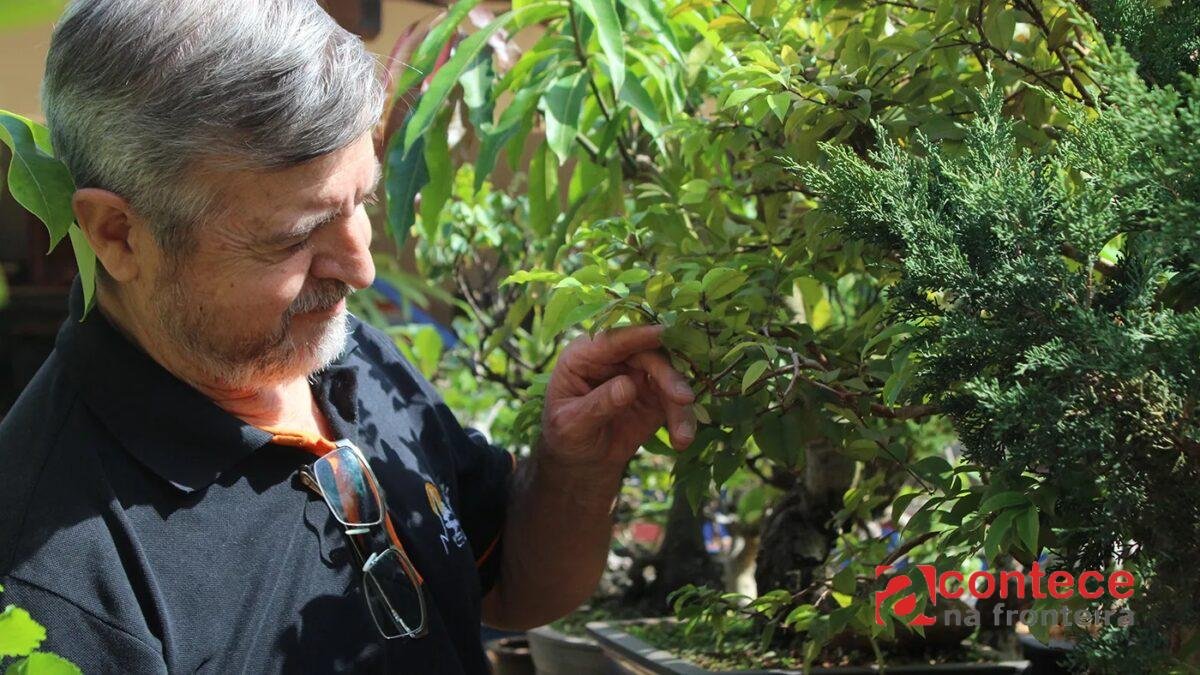 Maringá abriga especialista em bonsai e técnica milenar