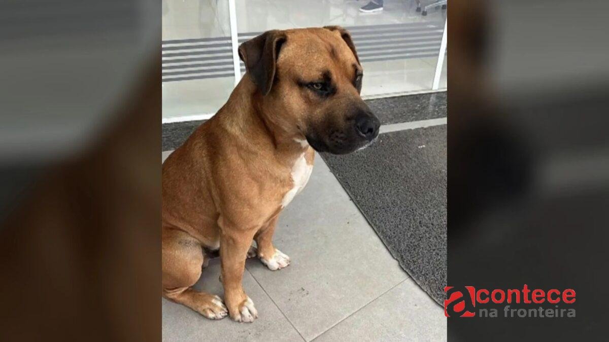Cachorro comunitário morre após ser baleado por PM no Paraná