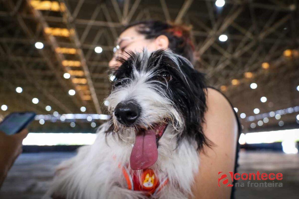 CastraPet oferece castração gratuita em Santa Terezinha de Itaipu