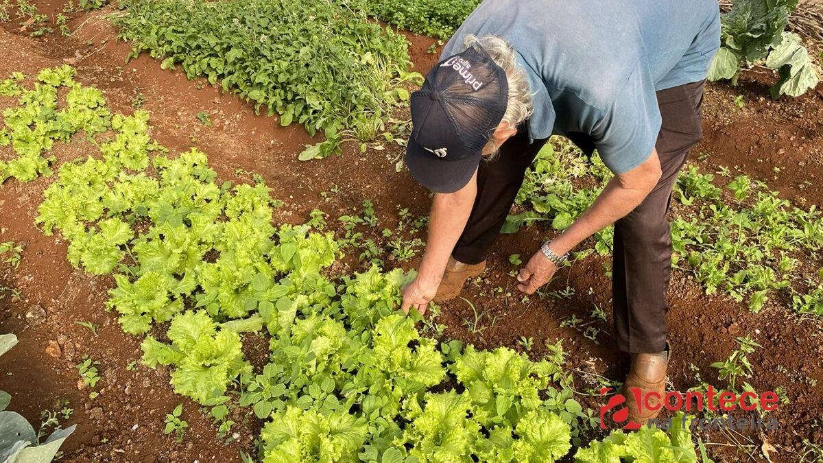 Horta em Toledo transforma terreno baldio em apoio para idosos