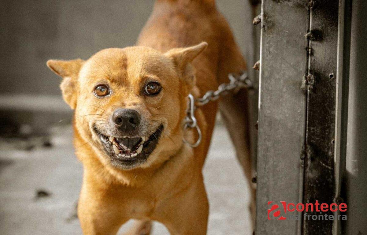 Foz do Iguaçu deve prestar contas sobre maus-tratos a animais