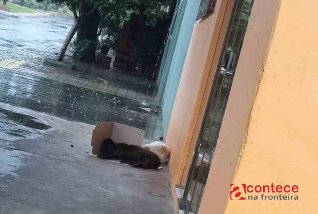 Maus-tratos a animais disparam 32% em Foz do Iguaçu em 2025
