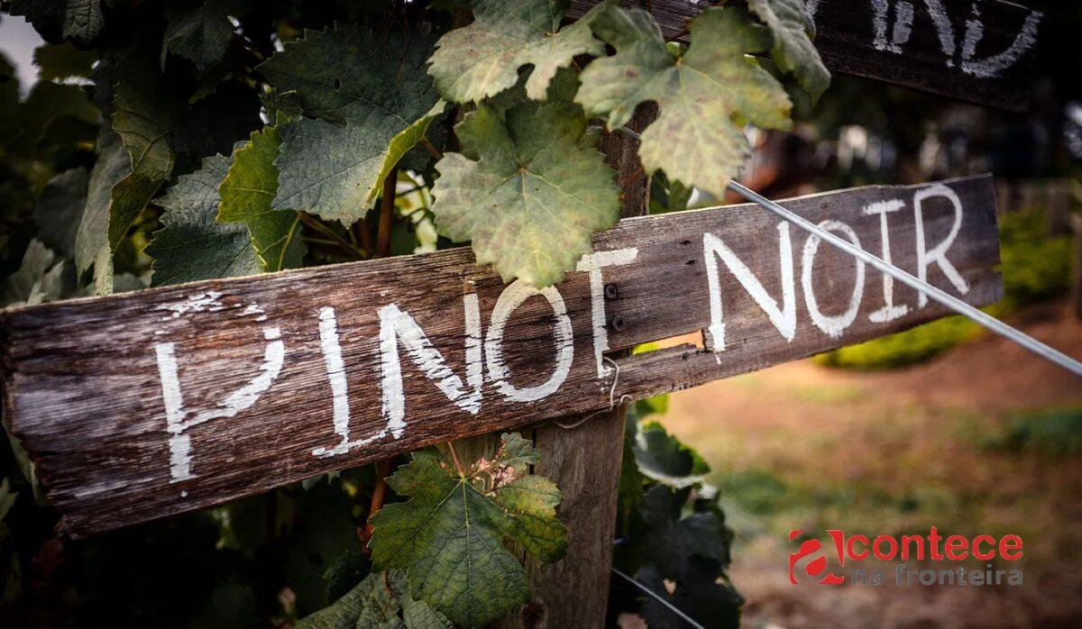 Guia de Pinot Noir: como escolher e rótulos para provar