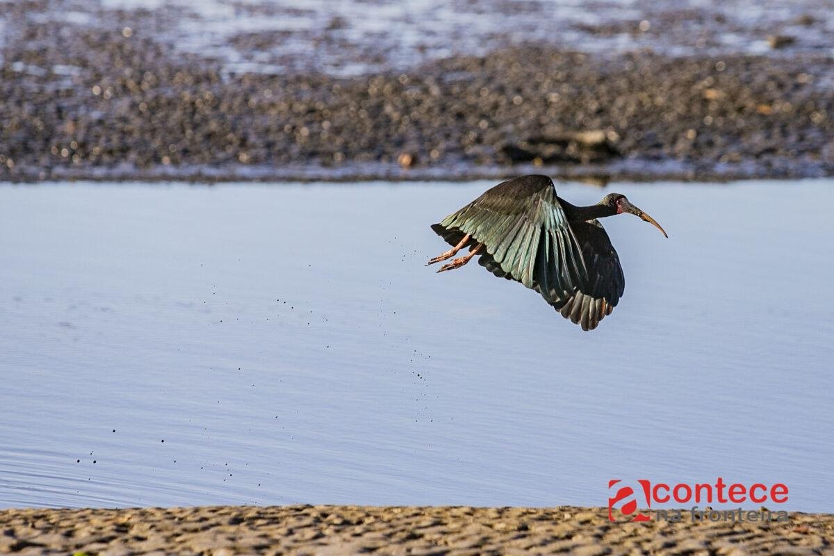Porto de Paranaguá registra quase 25 mil aves em 2026