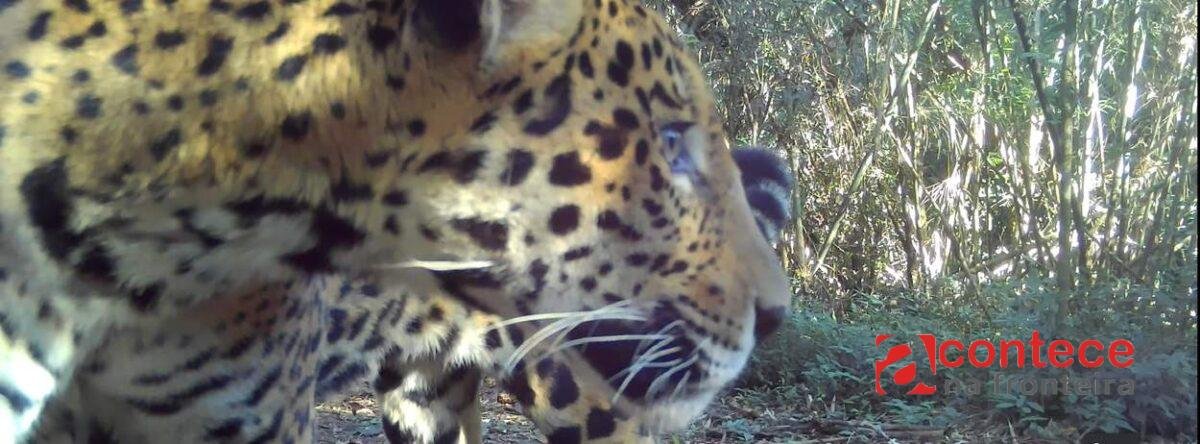 Onça-pintada rara é flagrada no Paraná