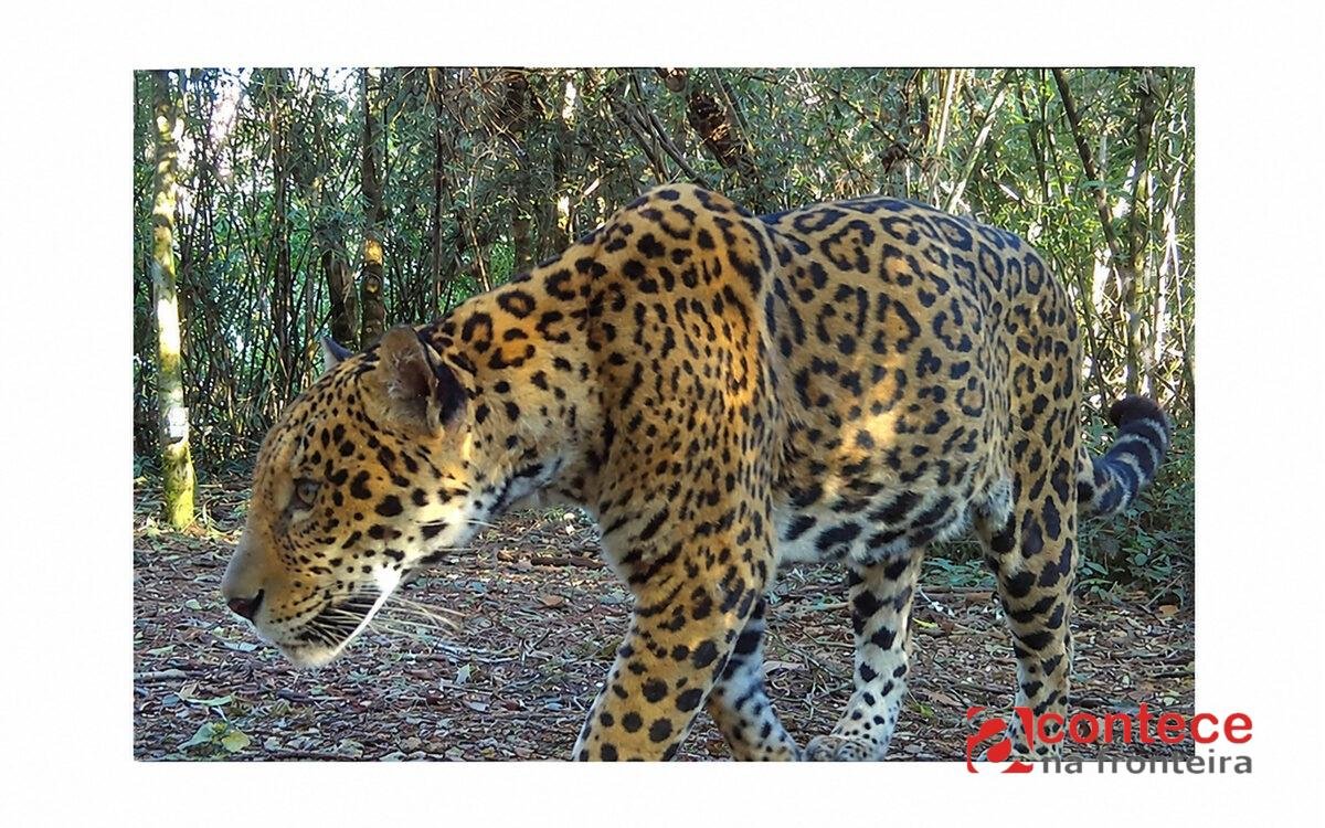 Onça-pintada é registrada no Parque Nacional do Iguaçu e recebe nome de Estrela