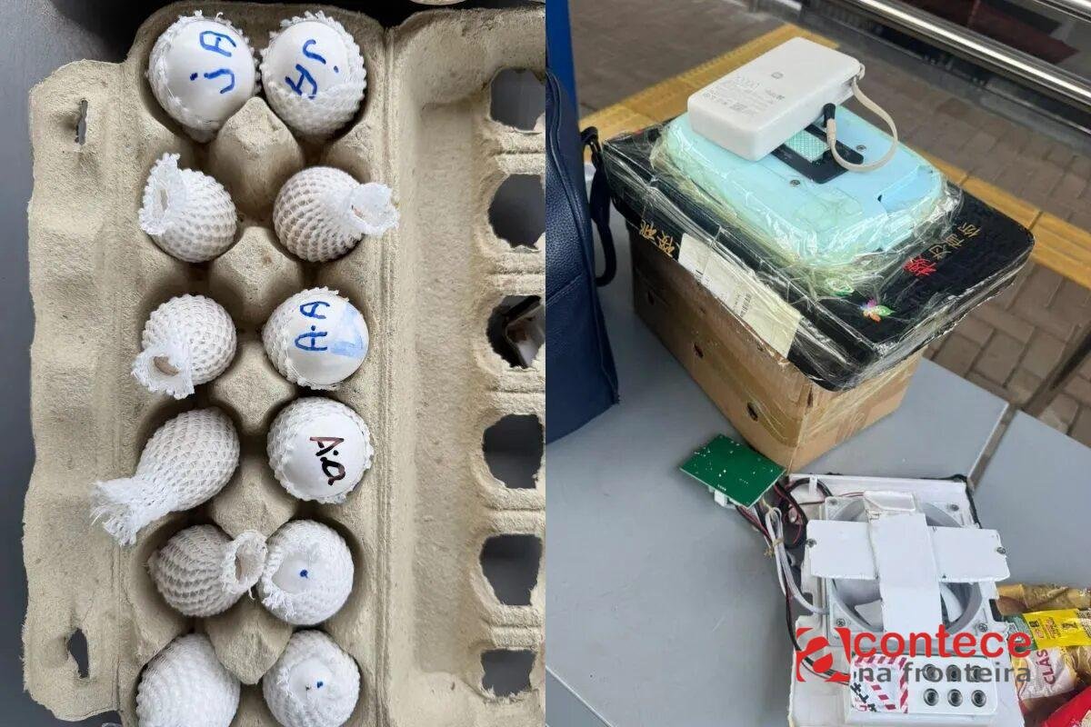 Ovos de aves nativas escondidos em jaqueta e incubadoras são apreendidos com casal em ônibus no Paraná; carga é avaliada em R$ 9 milhões