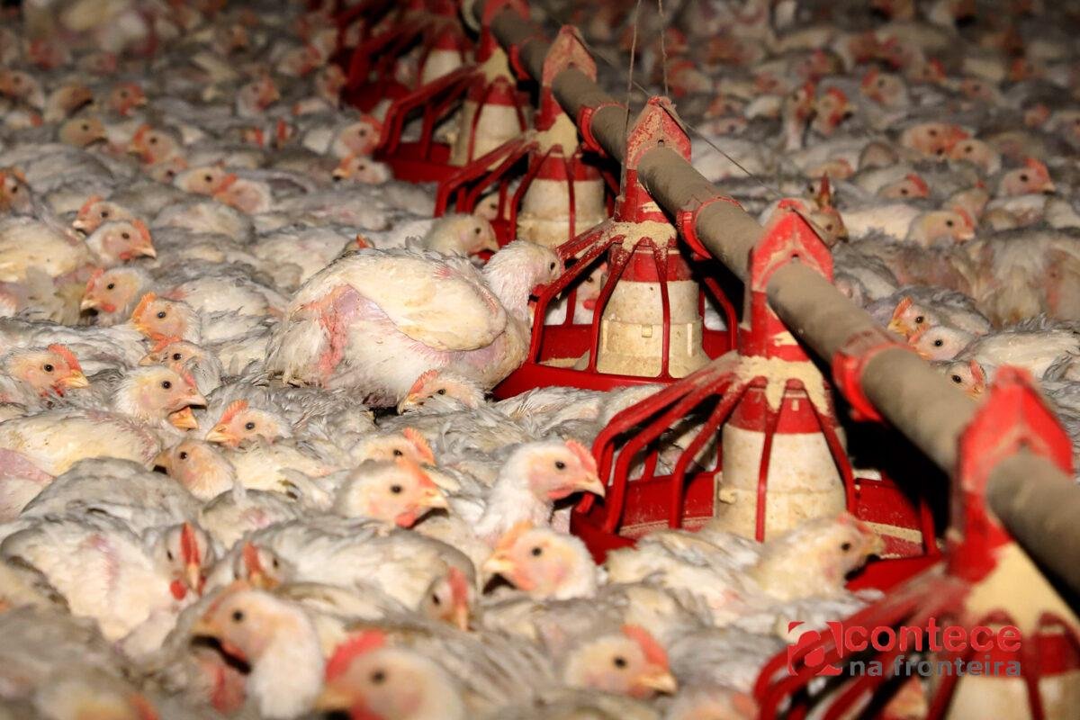 Paraná lidera abate de frangos e avanço da soja no Brasil