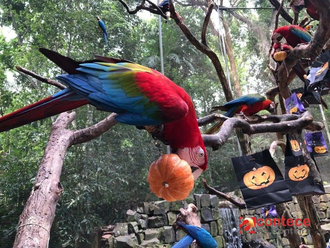 Halloween no Parque das aves em Foz do Iguaçu tem abóboras