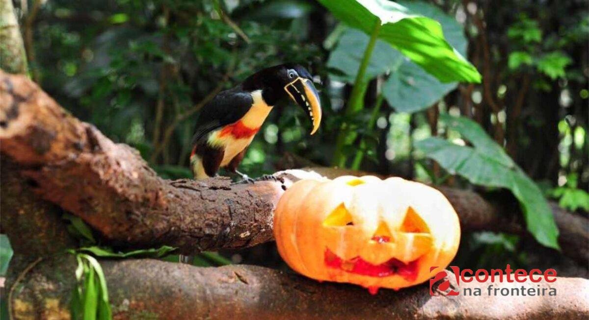 Parque das Aves faz Halloween com foco em animais no PR