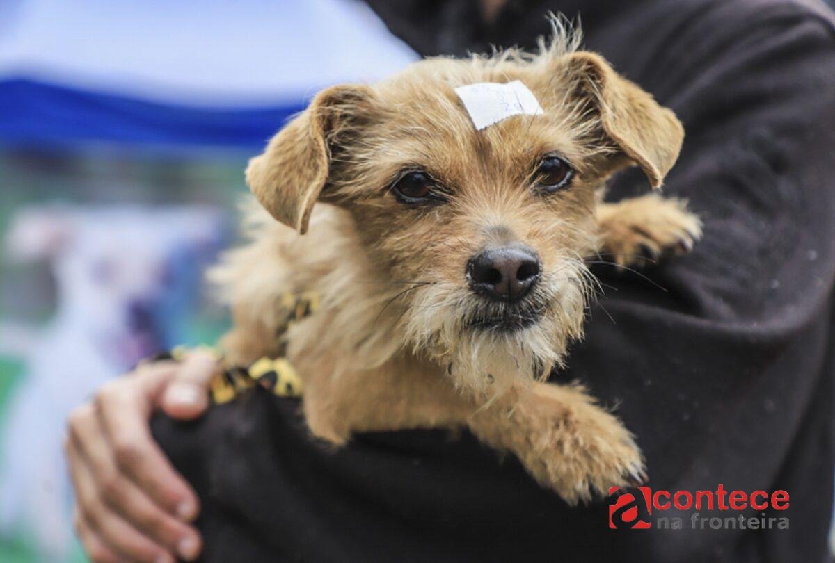 Curitiba abre 5 mil vagas para castração gratuita de pets